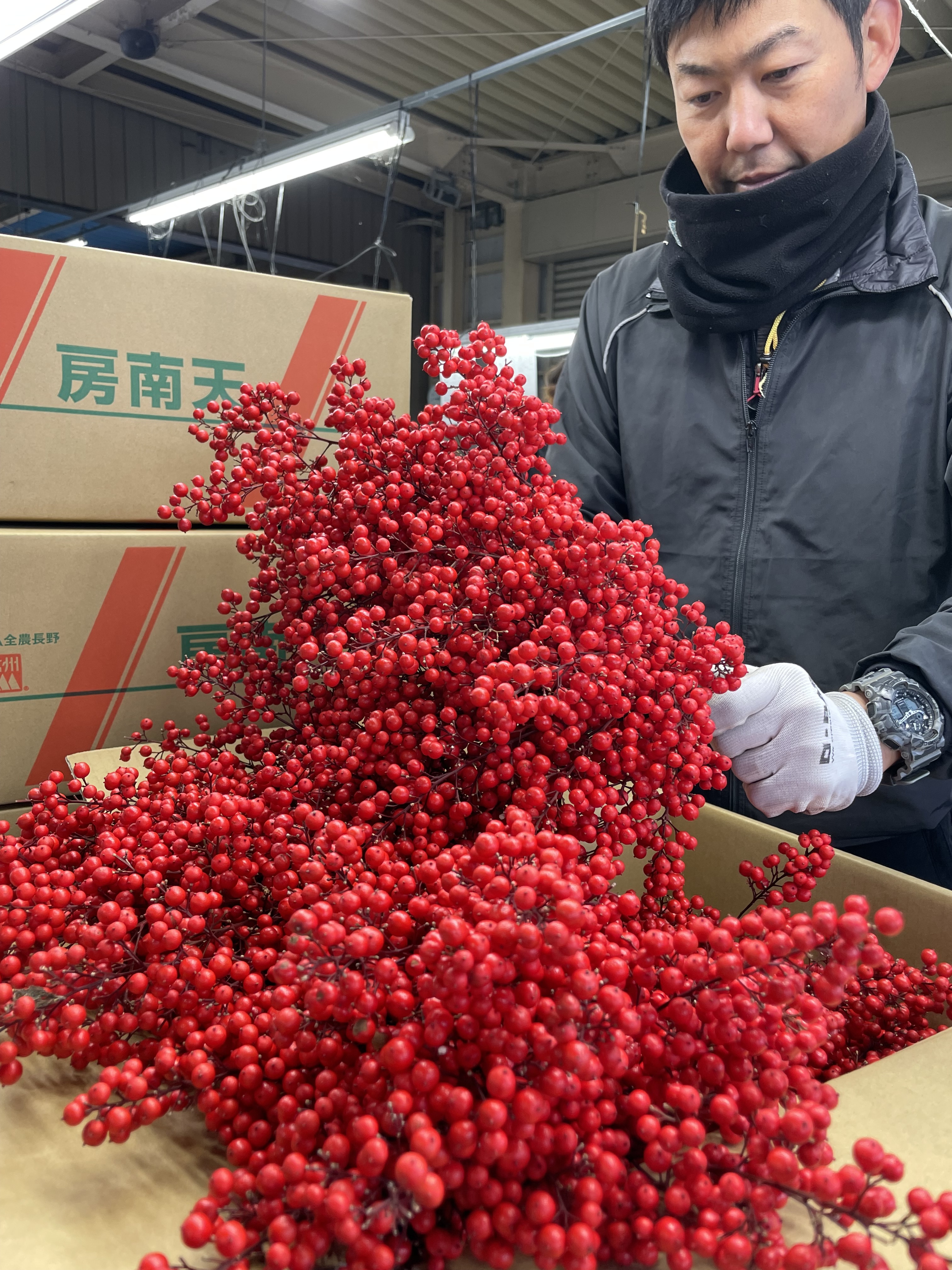 正月に向け「南天」出荷本格化 | 県内JAの話題 | JA長野県グループ「農